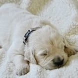 Chien qui dort beaucoup